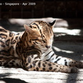 20090423 Singapore Zoo  47 of 97 